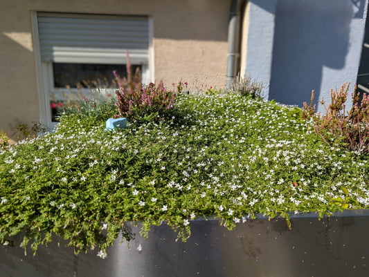 Pflanzwanne aus Metall auf Fahrradgarage, bepflanzt mit weißen Blumen, seit Jahren im Einsatz