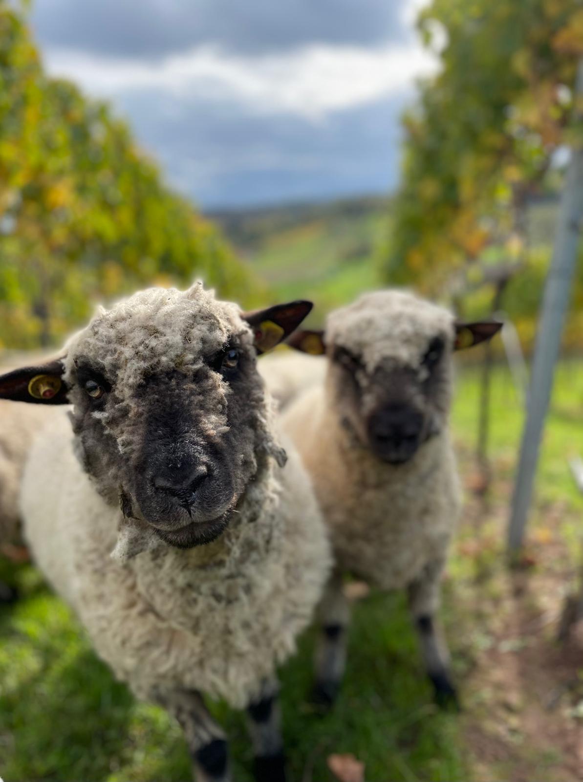 Natürliche Schafwolle und Jutegewebe im Eco Dämm Modul – ökologische Wärmepumpen Dämmung