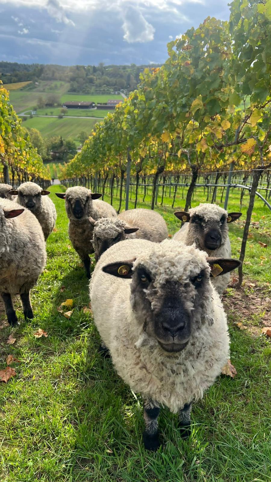Schafe in den Heilbronner Weinbergen – natürliche Landschaftspflege und Herkunft der Schafwolle für Eco Dämm Modul Wärmepumpen-Dämmung