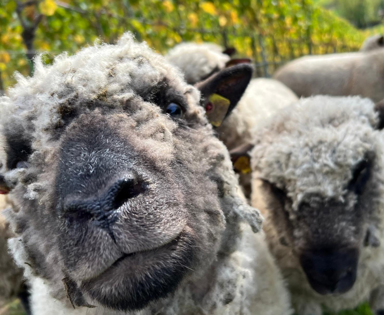 Sekundärdämmung aus Schafwolle im Eco Dämm Modul – ökologische Wärmepumpen Anschlussdämmung für Bodenabdeckhauben